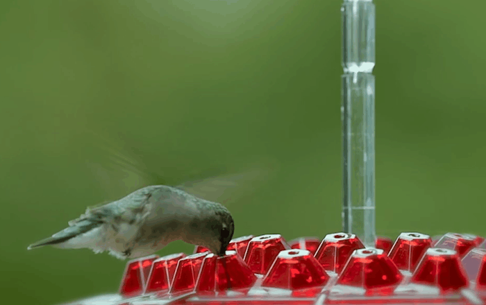 Amtn Club | Mangeoire à Colibris Anti-Fourmis avec Perchoir Suspendu
