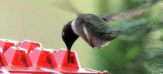 Amtn Club | Mangeoire à Colibris Anti-Fourmis avec Perchoir Suspendu