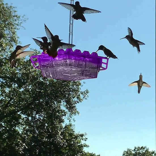 Amtn Club | Mangeoire à Colibris Anti-Fourmis avec Perchoir Suspendu