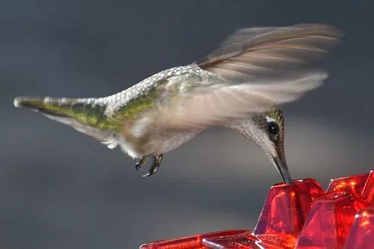 Amtn Club | Mangeoire à Colibris Anti-Fourmis avec Perchoir Suspendu