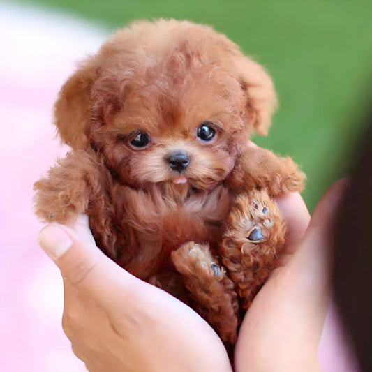 Amtn Club | Robot Chiot Interactif Réaliste pour Enfants – Norvo Nicoo